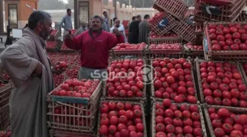 شعبة الخضروات تتوقع تراجع أسعار الطماطم تدريجياً حتى موعد احتفالات شم النسيم